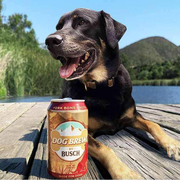 busch beer for dogs